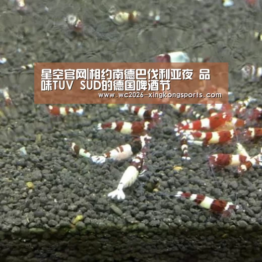 星空官网|相约南德巴伐利亚夜　品味TUV